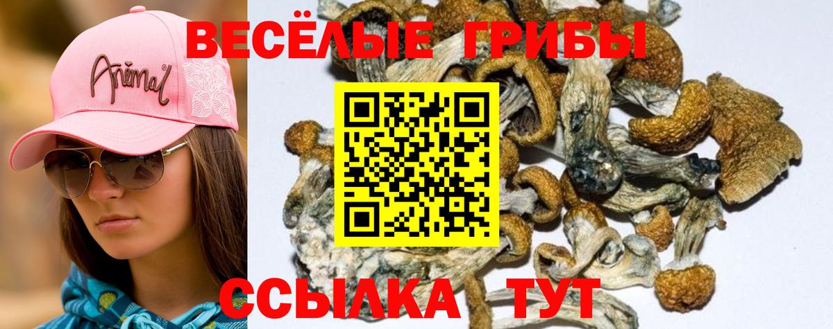 Галлюциногенные грибы GOLDEN TEACHER  Вход с VPN  Грязи 